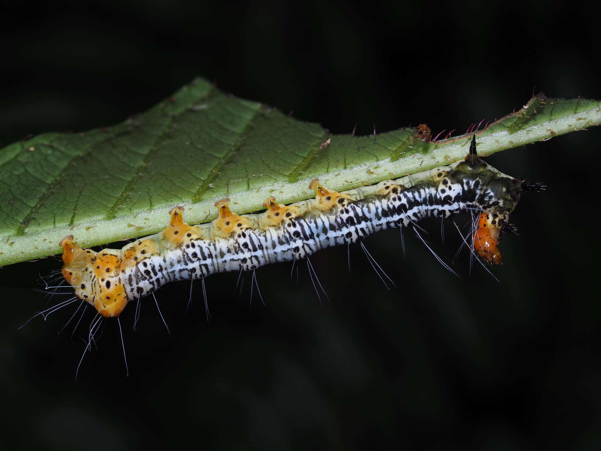 صورة Exsula dentatrix albomaculata Miyake 1907