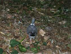 Image of Common Wood Pigeon