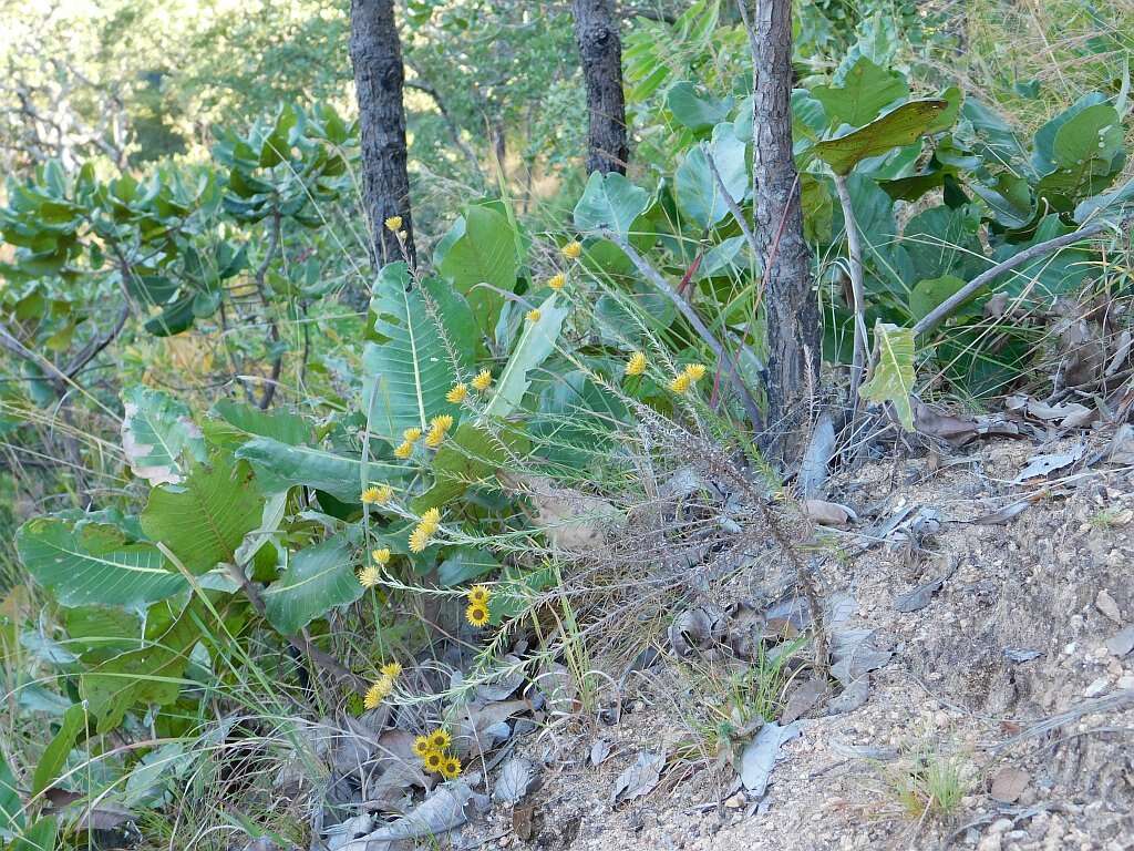 Image of Helichrysum kirkii Oliv. & Hiern