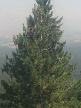 Imagem de Pinus peuce Griseb.