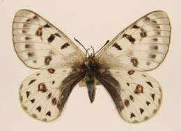 Parnassius tenedius Eversmann 1851 resmi