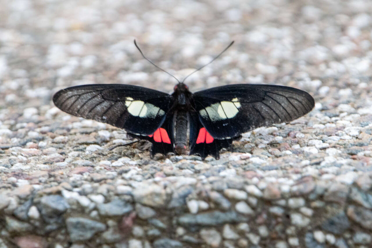 Слика од Parides anchises (Linnaeus 1758)