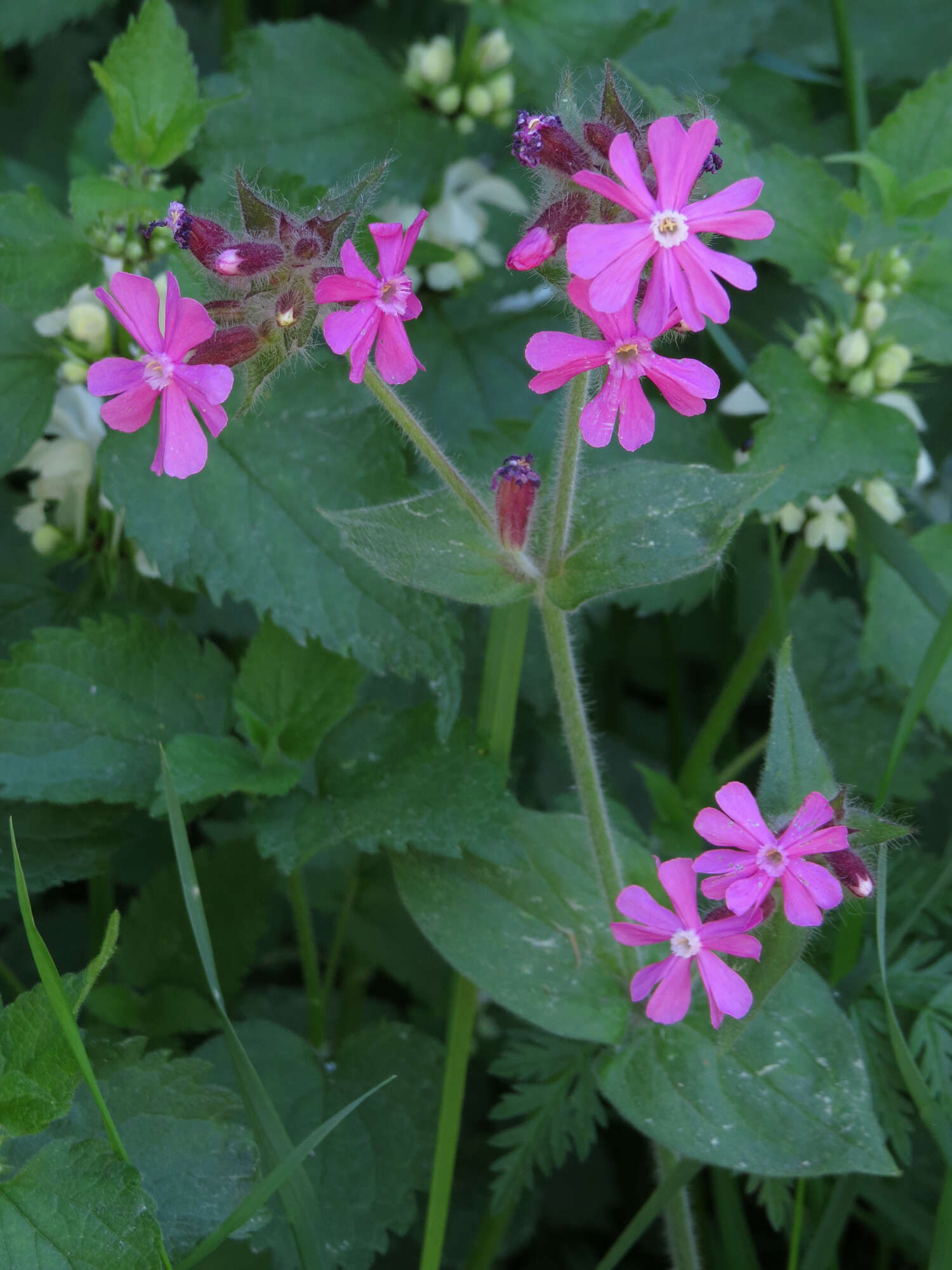 صورة Silene dioica (L.) Clairv.