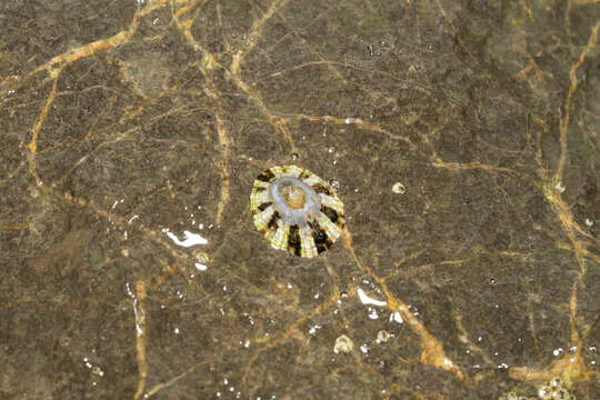 Image of China limpet