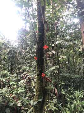 Image of Columnea gloriosa Sprague