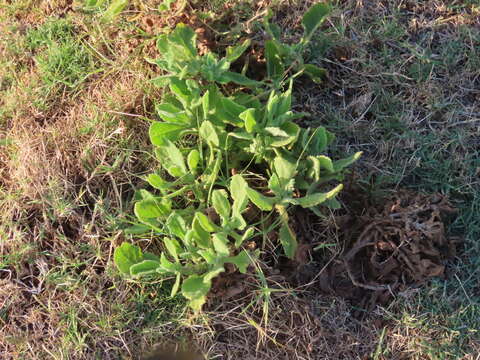 Plancia ëd Senecio selloi (Spreng.) DC.