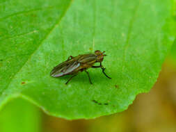 Image of Pherbellia cinerella (Fallen 1820)