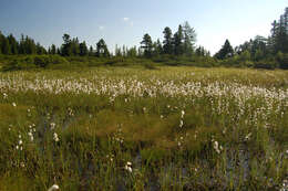 Plancia ëd Eriophorum scheuchzeri Hoppe