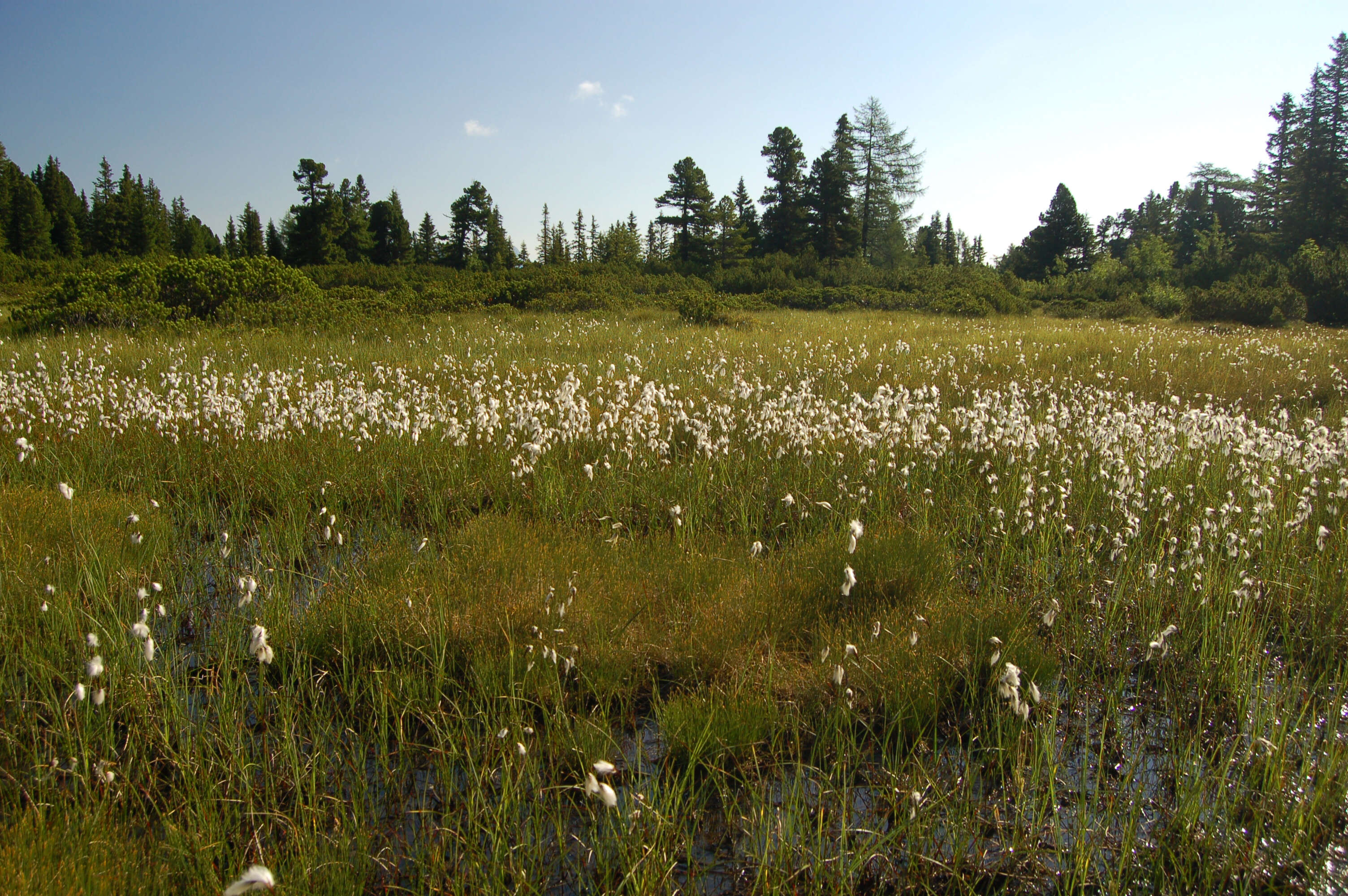 Plancia ëd Eriophorum scheuchzeri Hoppe