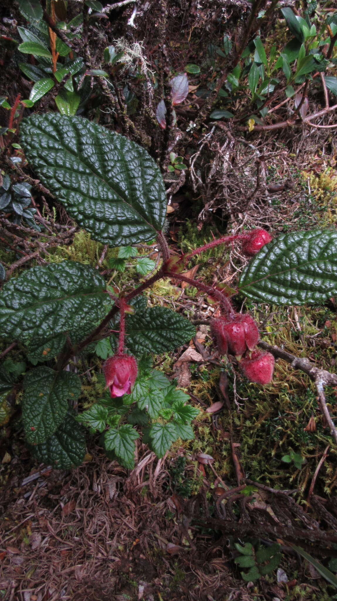 Image of Rubus acanthophyllos Focke