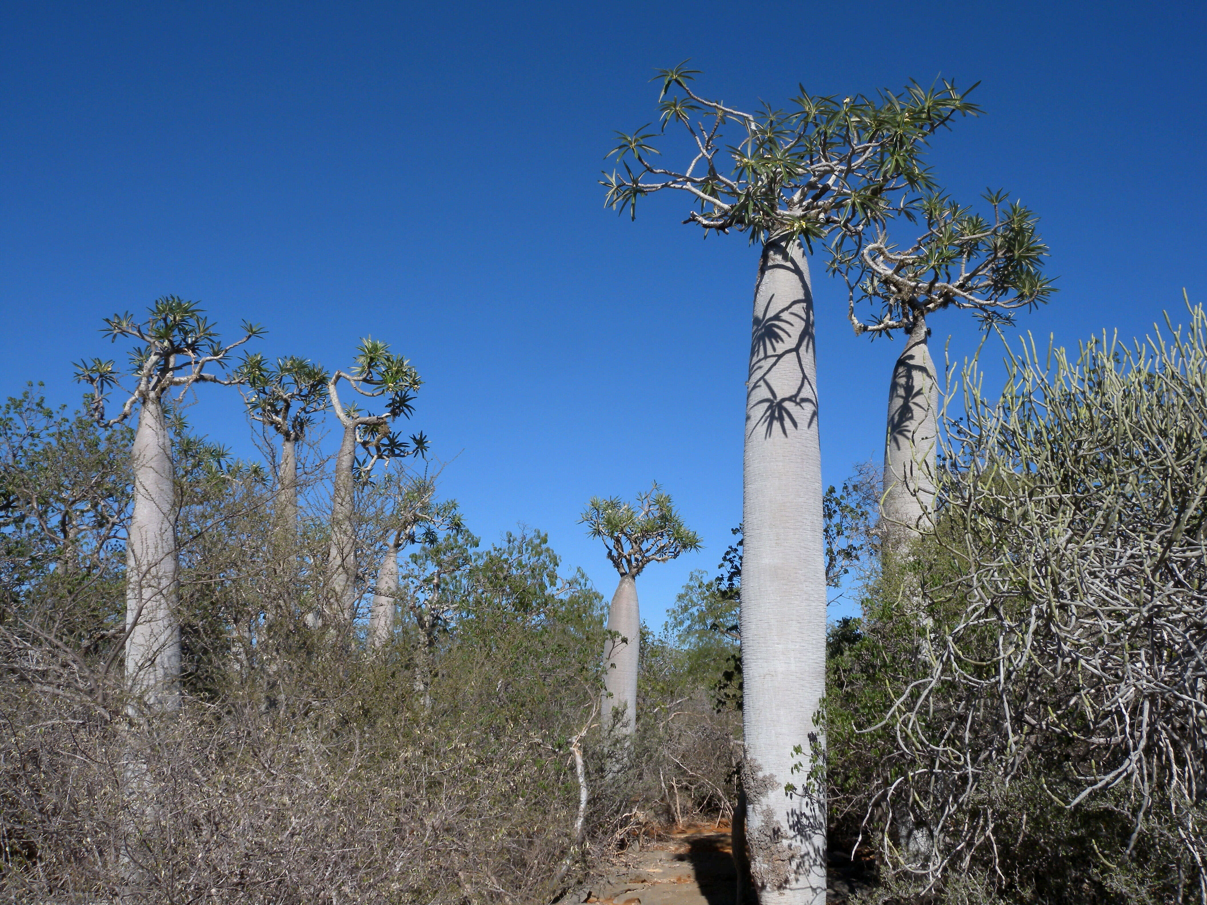 Image of Pachypodium geayi Costantin & Bois