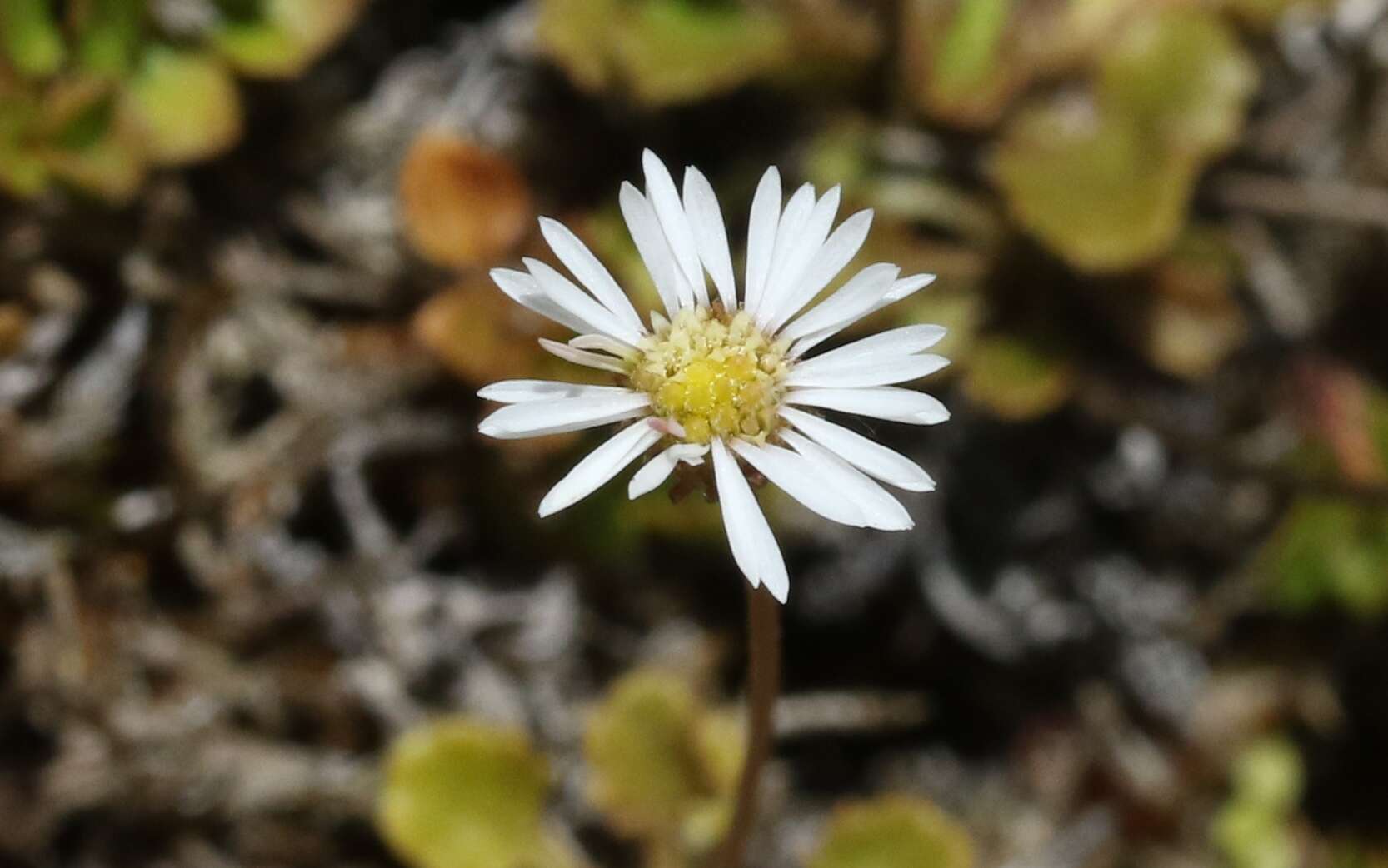 Image de Lagenophora pumila (Forst. fil.) Cheesem.