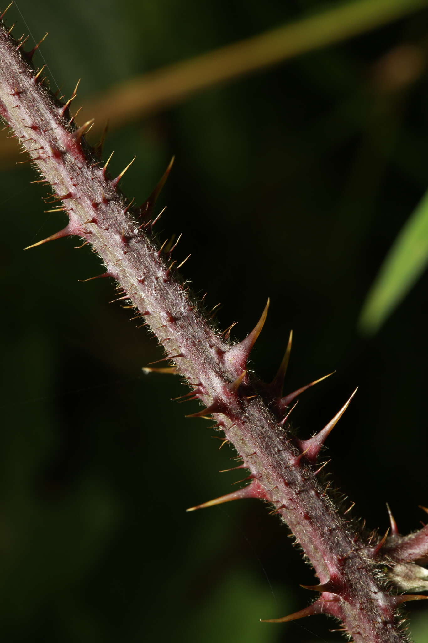 Image of Rubus dasyphyllus (Rogers) Rogers