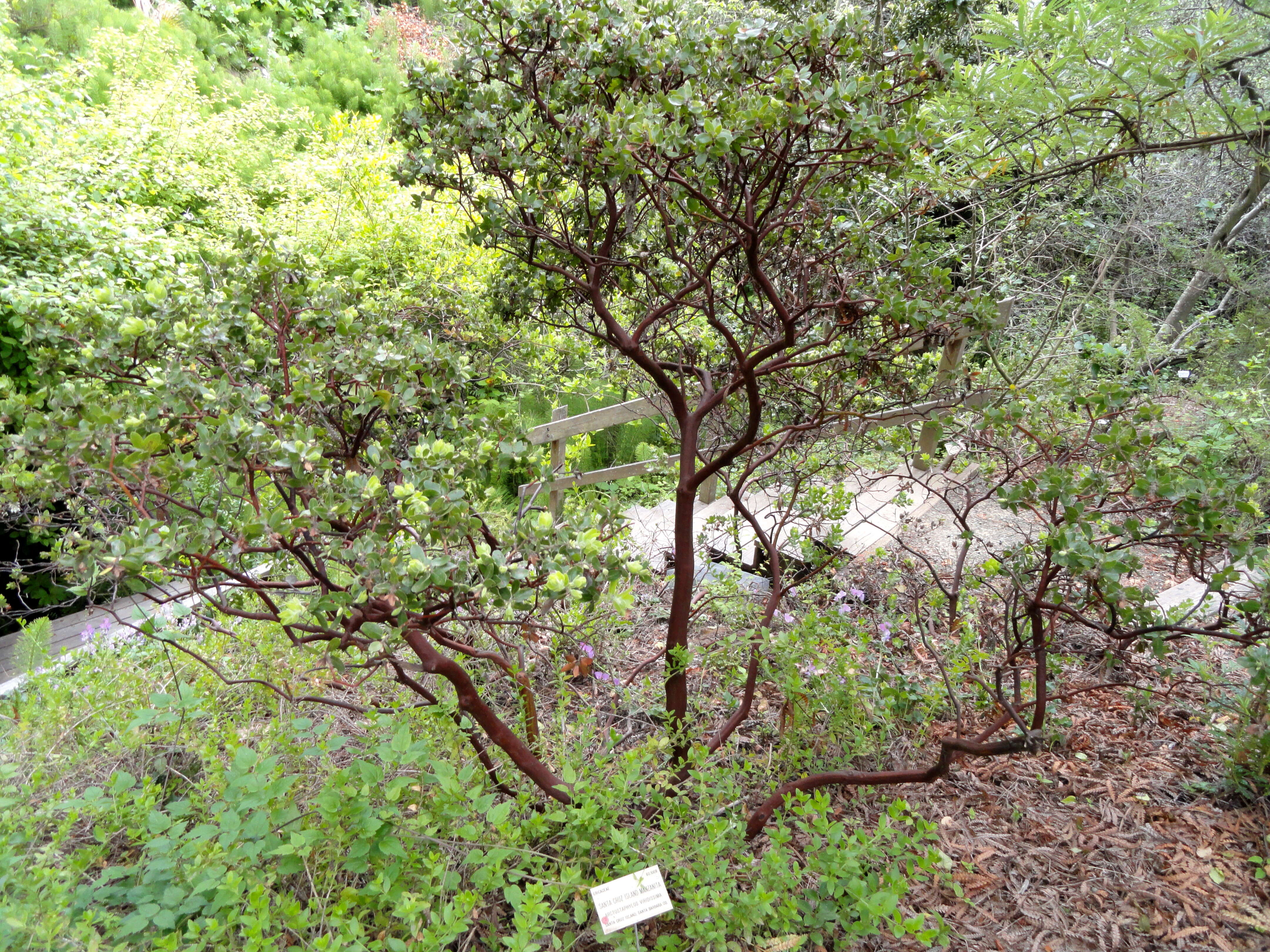 Image of whitehair manzanita