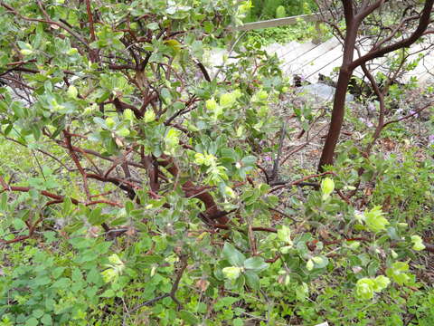 Image of whitehair manzanita