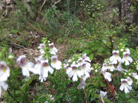 Imagem de Euphrasia cuneata G. Forst.