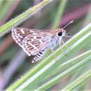 Image of Grey-veined Grass Dart