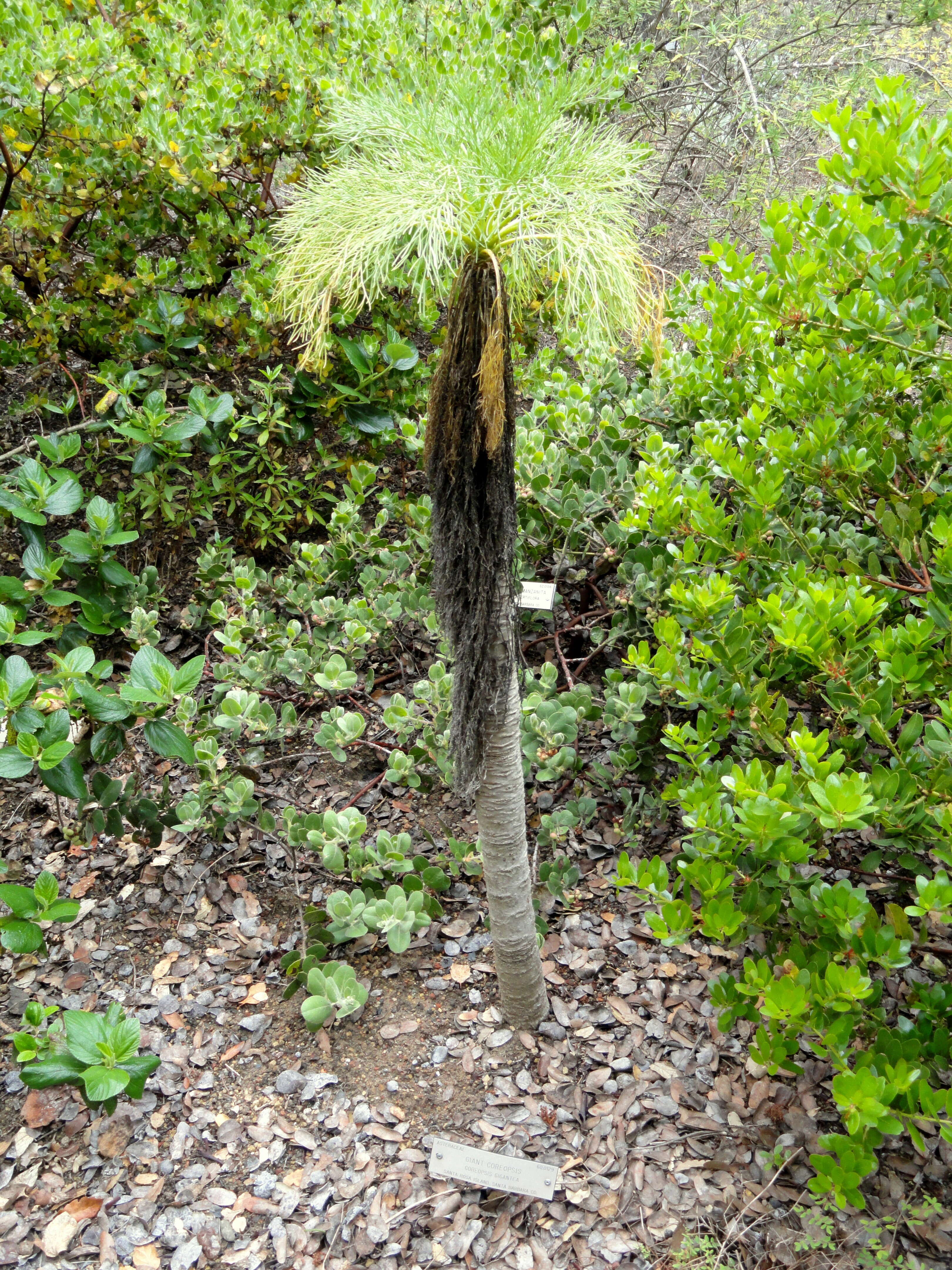 Image de Coreopsis gigantea (Kellogg) Hall