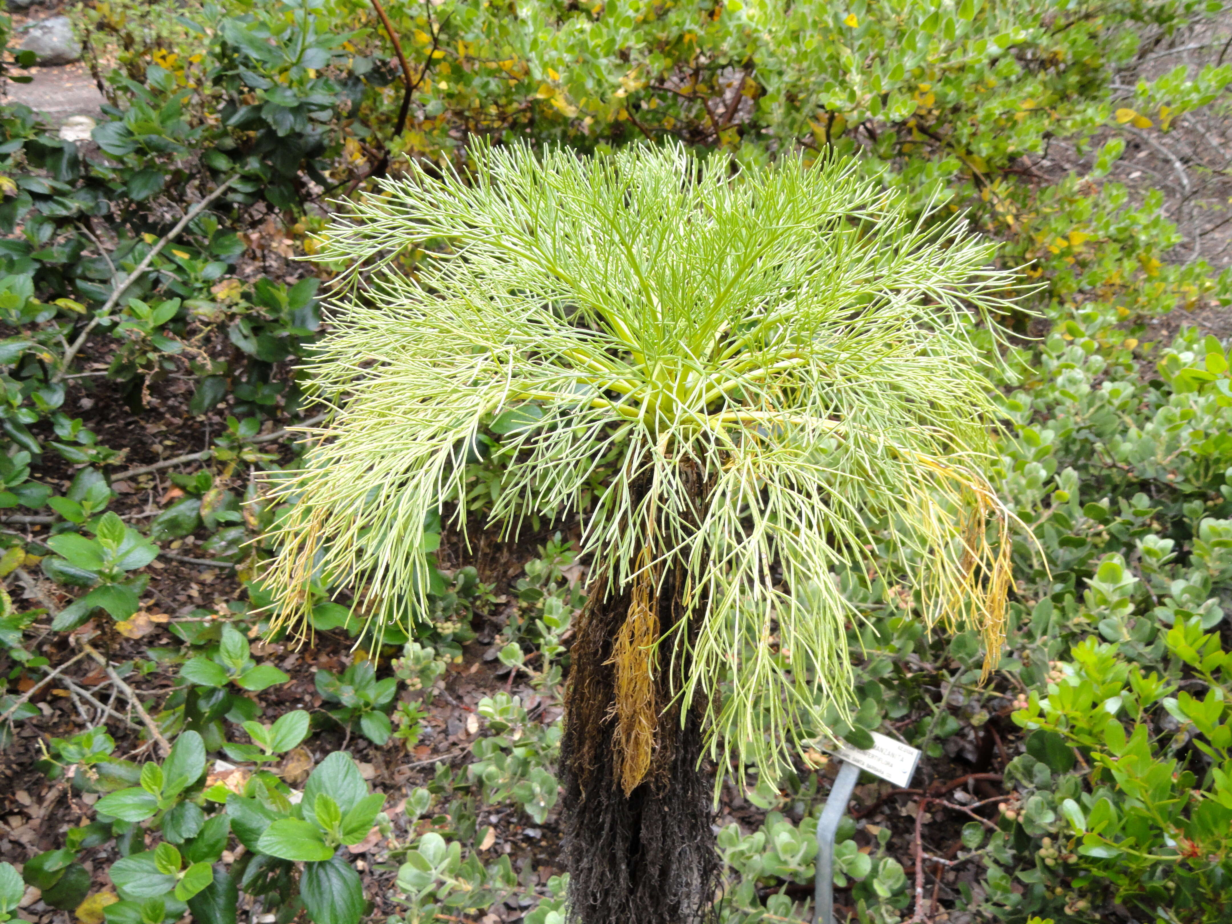 Image de Coreopsis gigantea (Kellogg) Hall