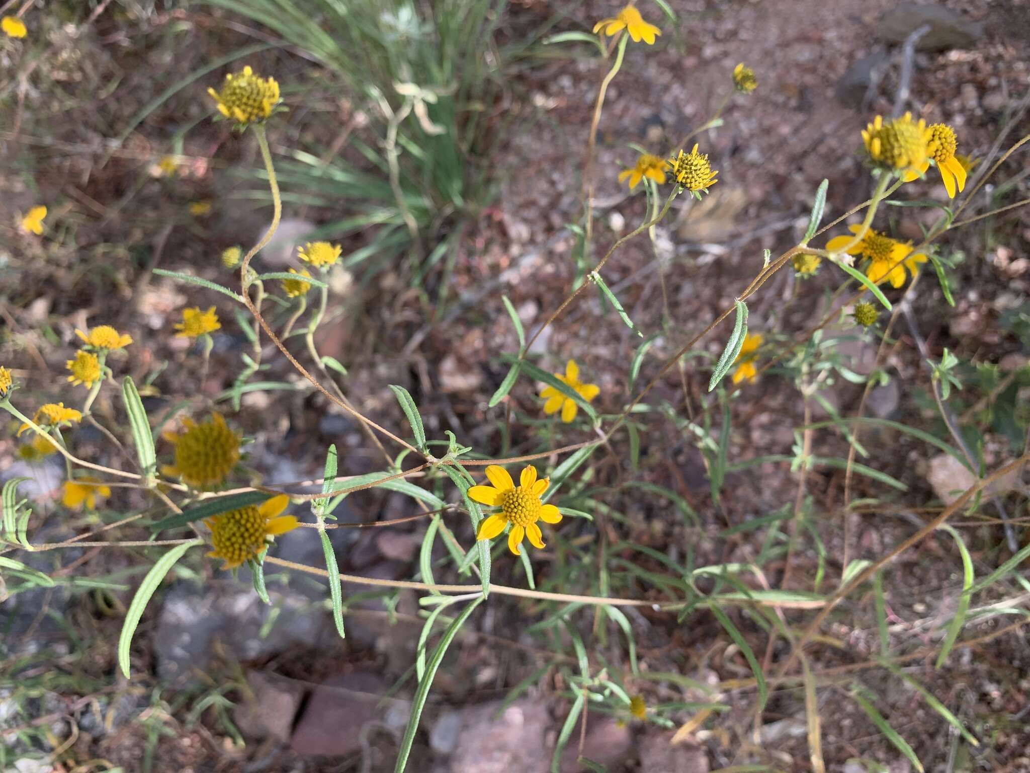 Sivun Heliomeris longifolia Cockerell kuva