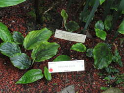 Image of Dorstenia elata Gardn.