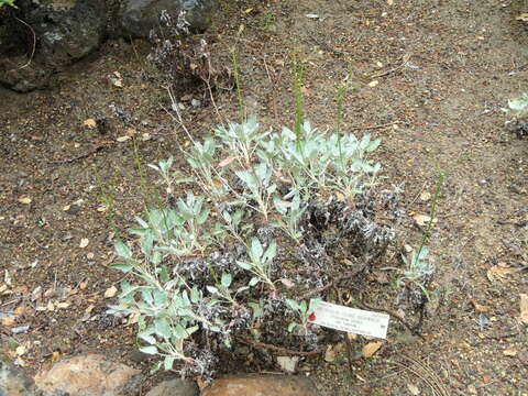 Imagem de Eriogonum grande Greene