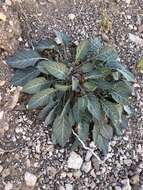 Plancia ëd Oenothera brachycarpa A. Gray