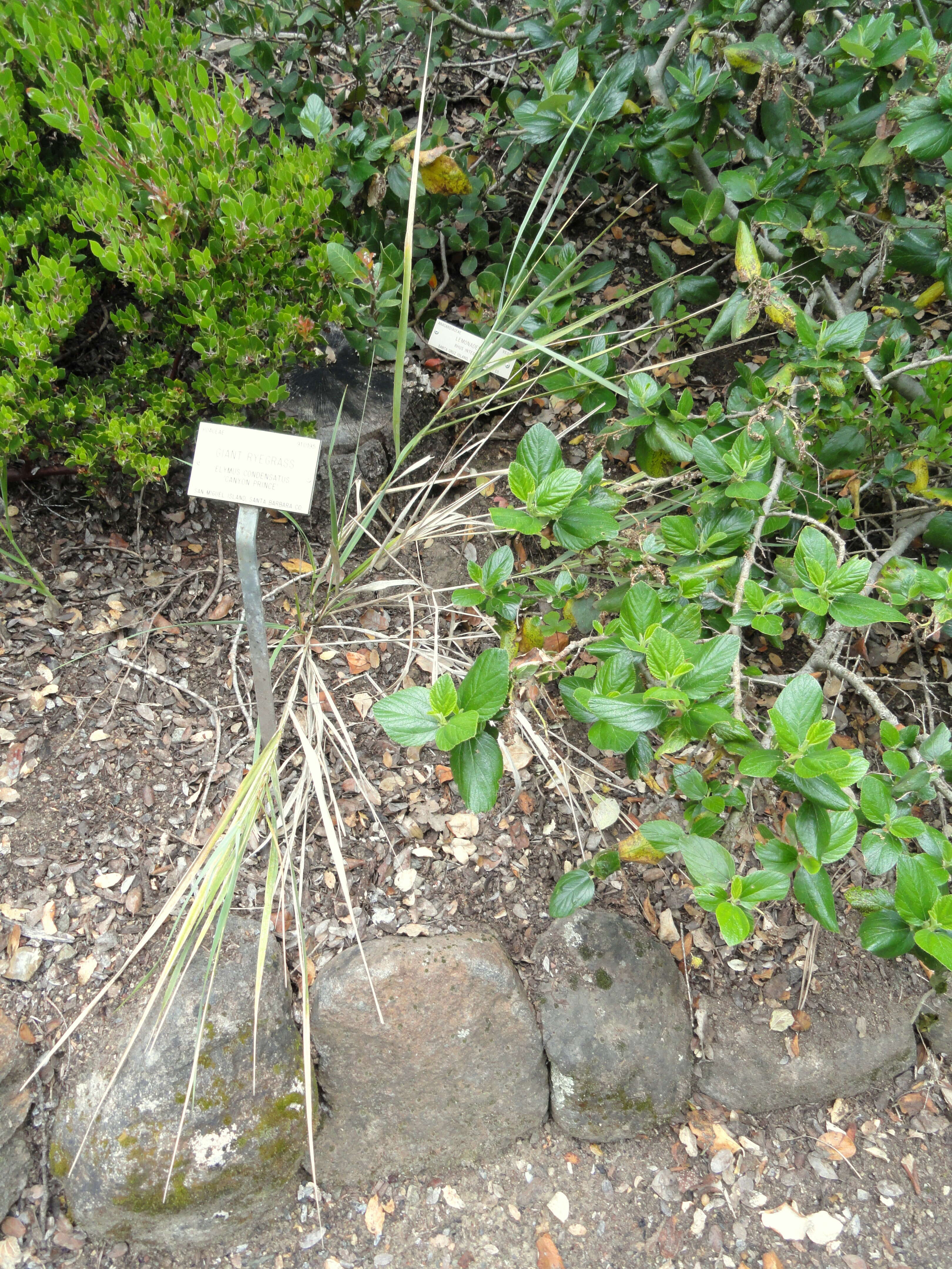 Image of giant wildrye
