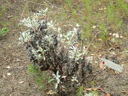 Слика од Lupinus guadalupensis C. P. Sm.