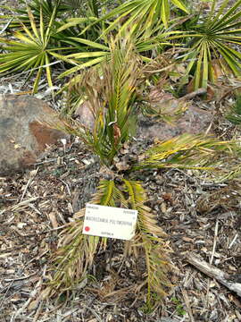 Image of Macrozamia polymorpha D. L. Jones