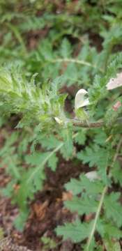 Image of Dudley's lousewort