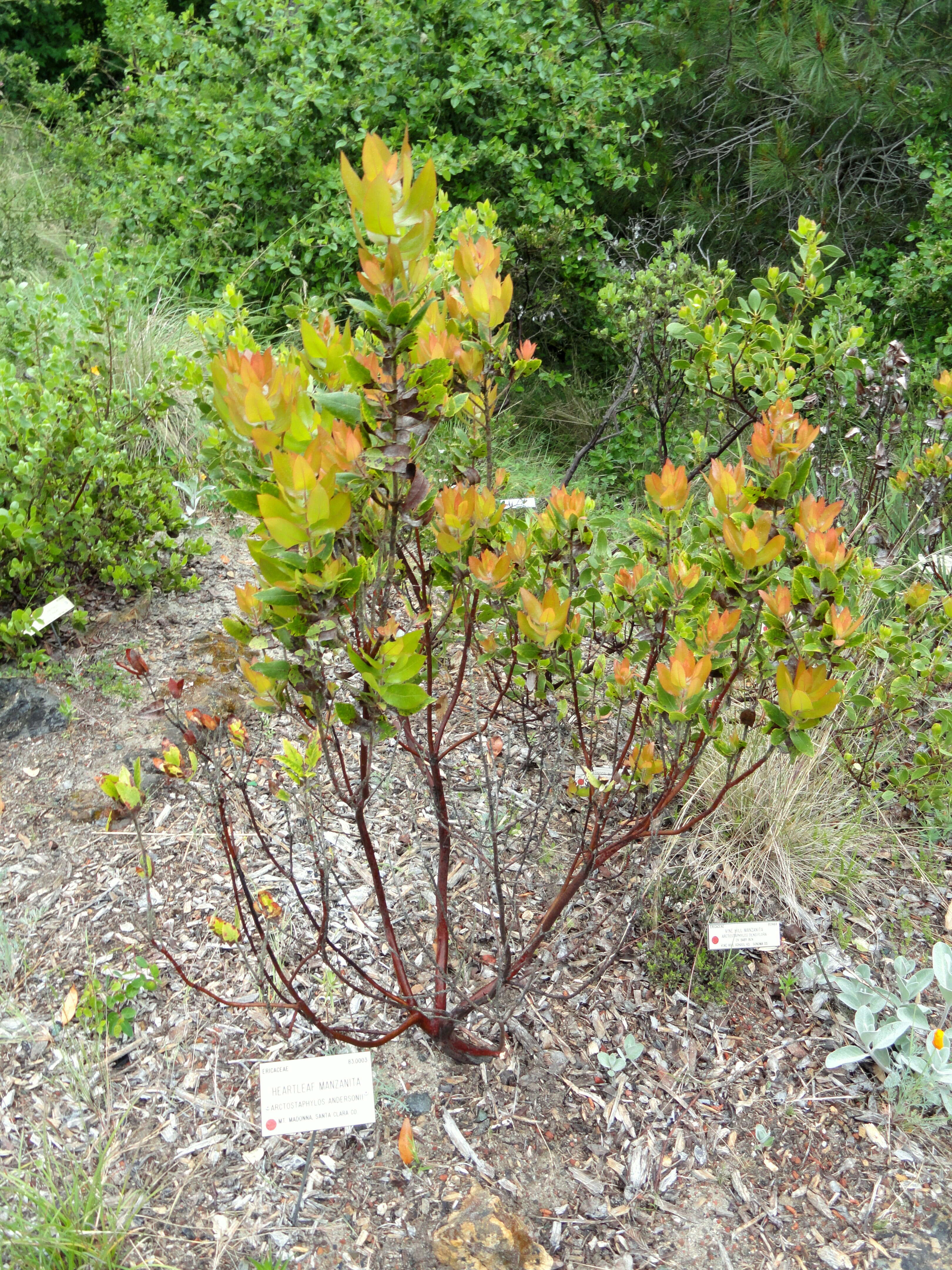 Слика од Arctostaphylos andersonii A. Gray