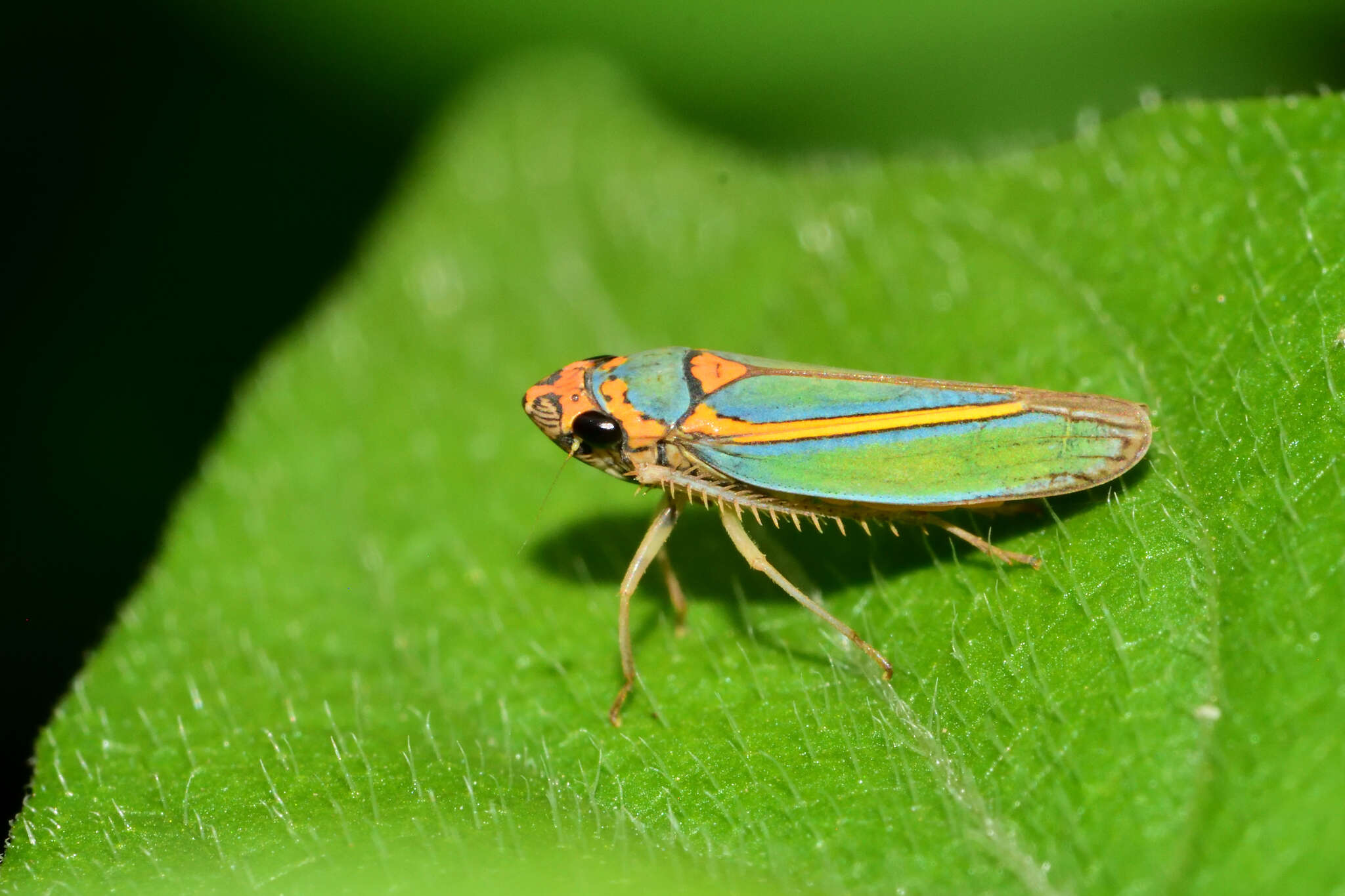 Image of Graphocephala aurolineata (Fowler 1900)