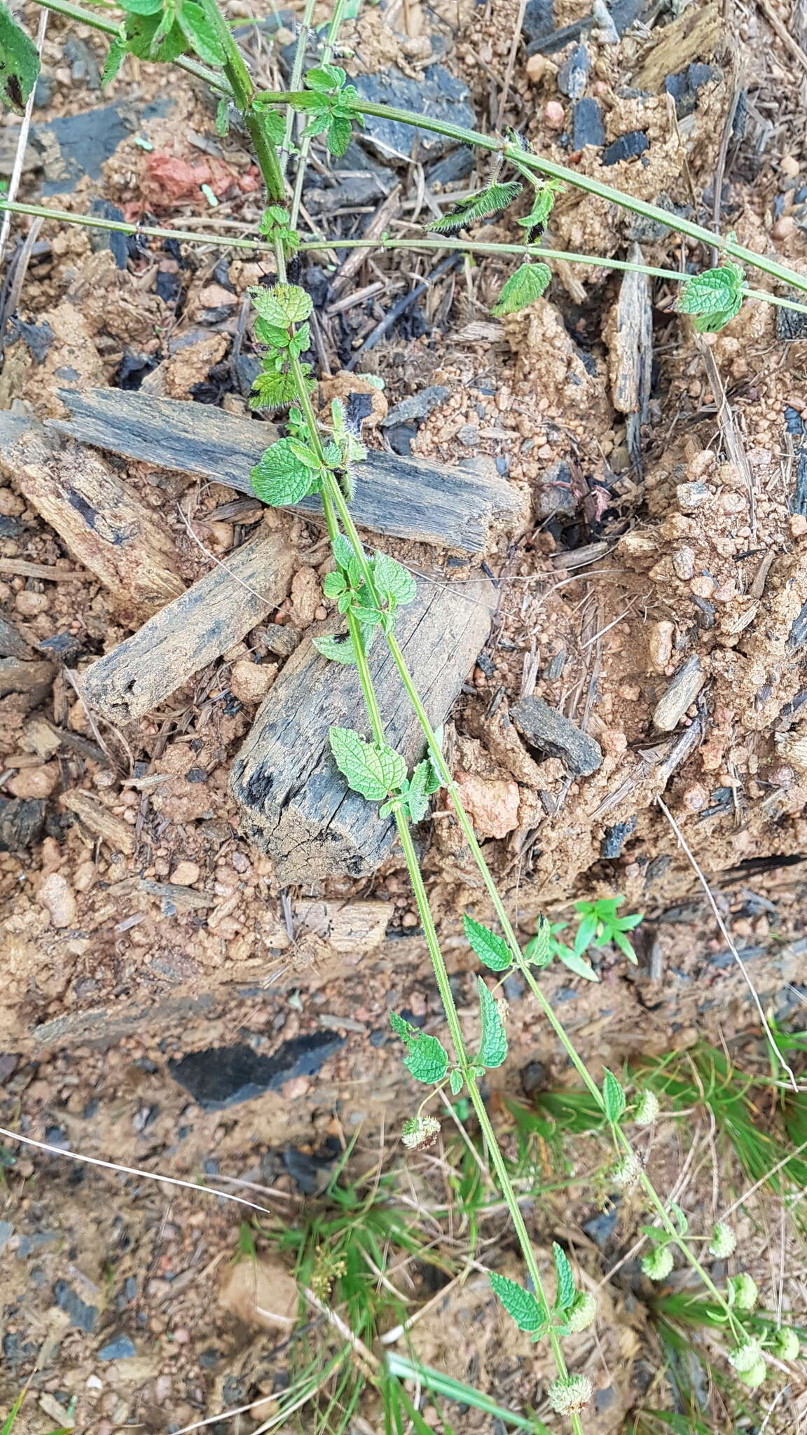 Image of Hyptis recurvata Poit.