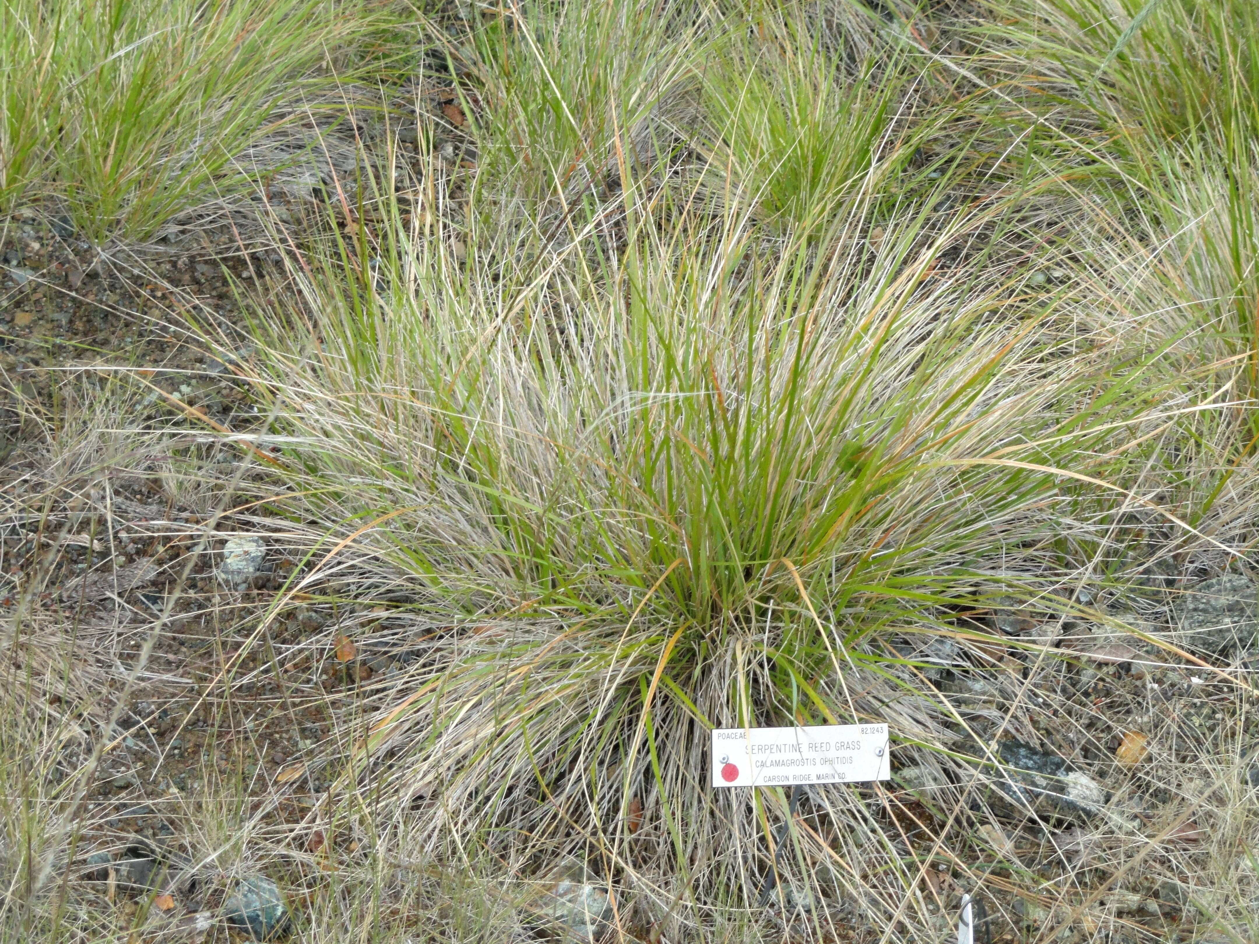 Image of serpentine reedgrass