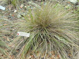 Image of serpentine reedgrass