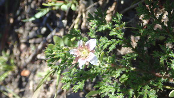 Image of Roepera sessilifolia (L.) Beier & Thulin