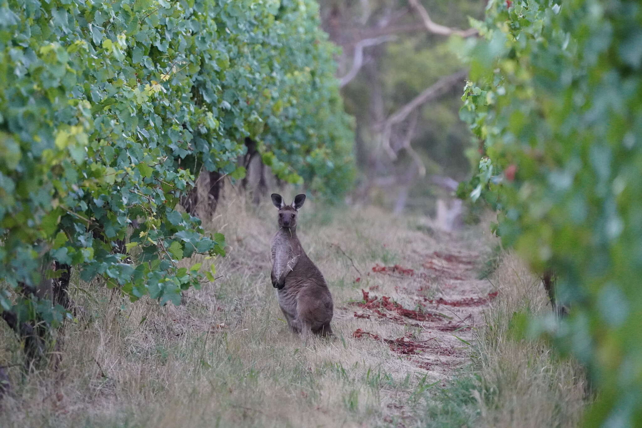 Macropus fuliginosus melanops Gould 1842 resmi