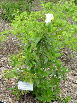 Image of tree anemone