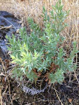 Image of northern willowherb