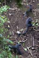 Image of Preuss's Guenon