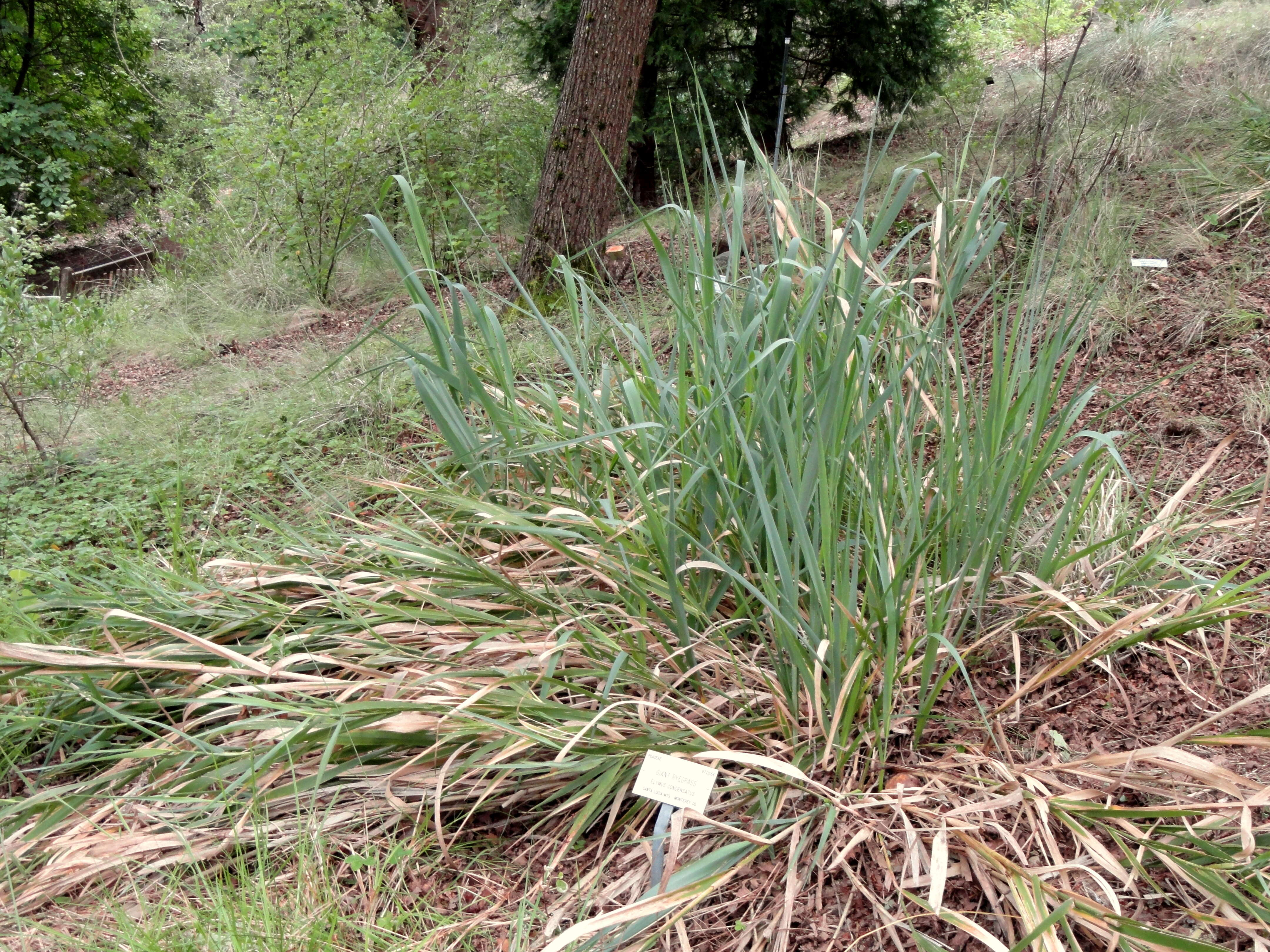 Image of giant wildrye