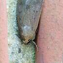 Image of mouse moth