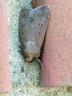 Image of mouse moth