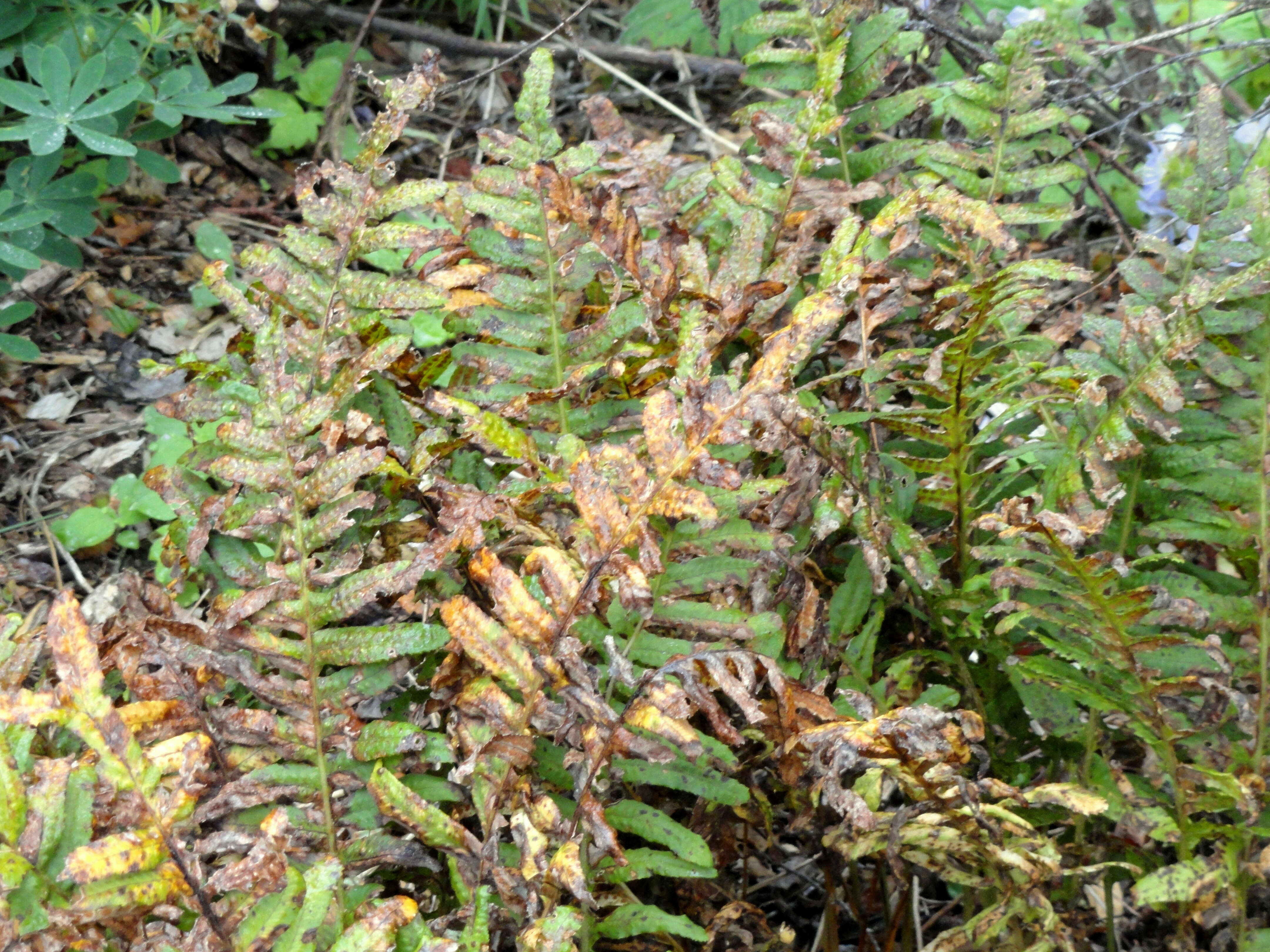 Image of Polypodium calirhizum