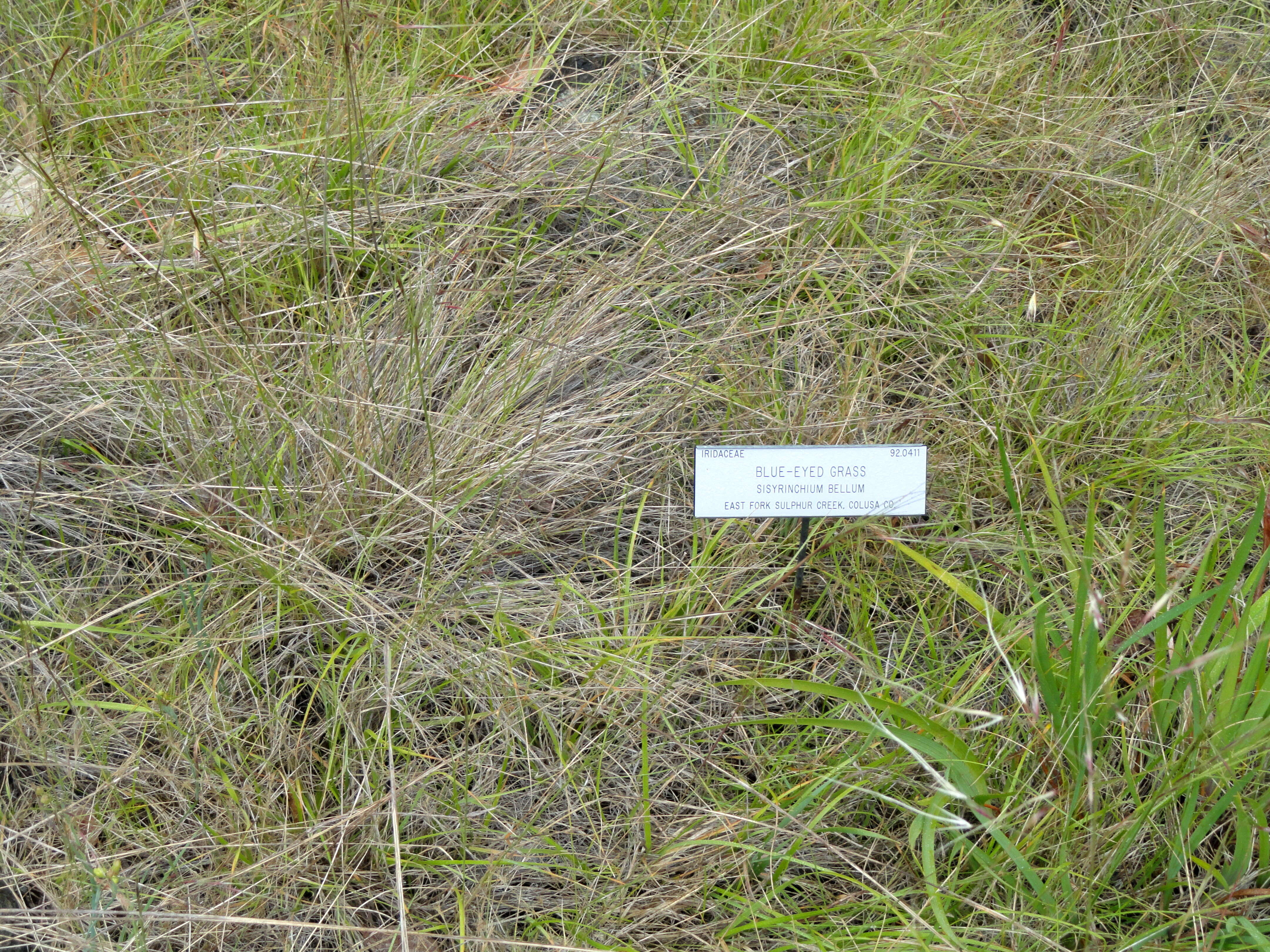 Image of western blue-eyed grass