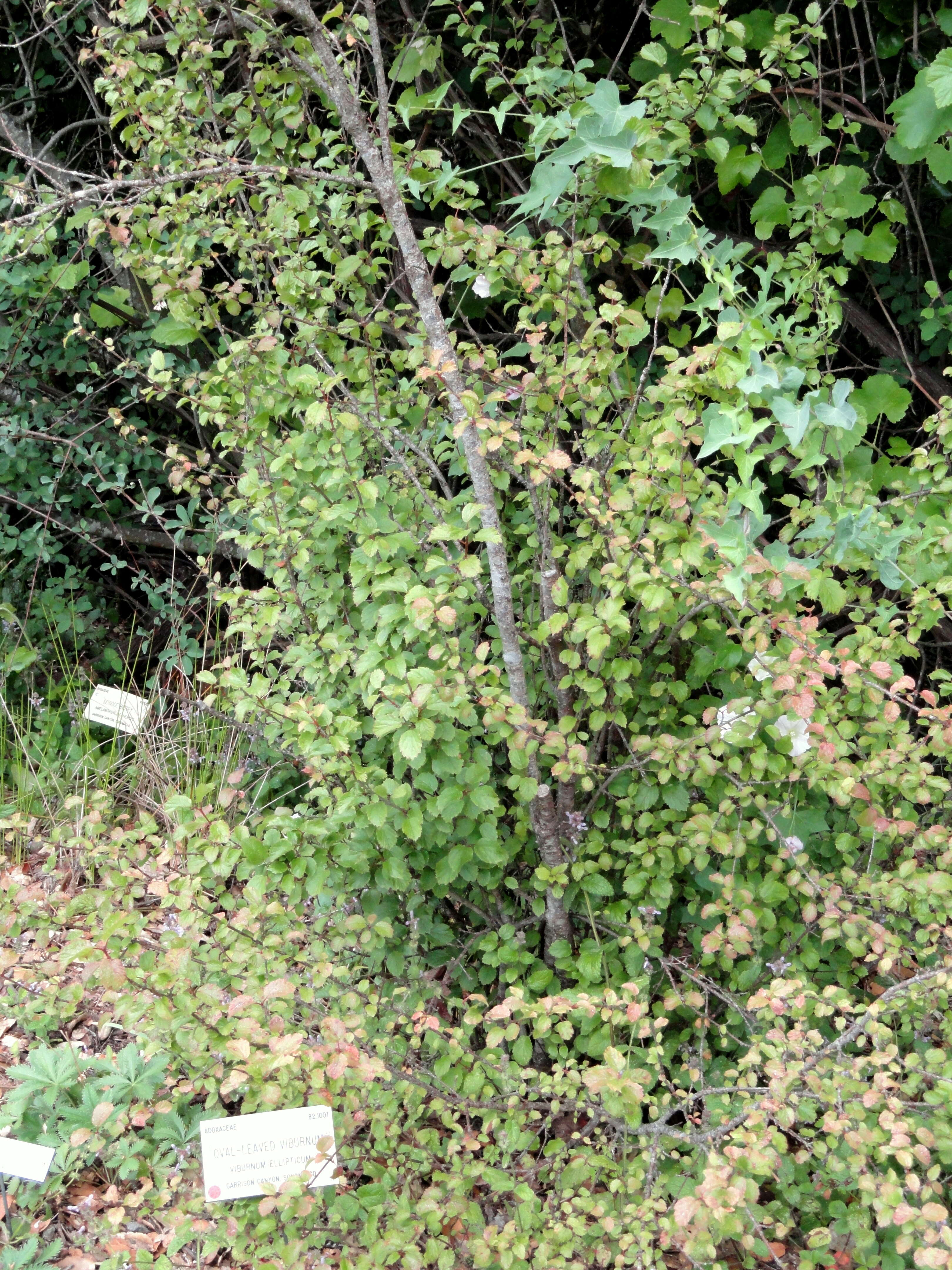 Image of common viburnum