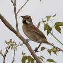 Image of Chotoy Spinetail