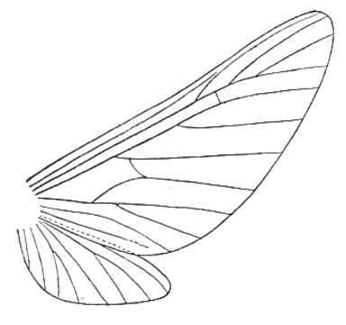 Image of Palaeontinidae