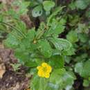 Geum japonicum var. chinense F. Bolle resmi